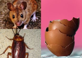 Nyesel Baru Tahu Sekarang! Modalnya Cuma Cangkang Telur, Kecoa dan Tikus di Rumah Dijamin Pada Kabur dan Nggak Balik Lagi