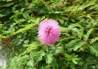 Anti Loyo Sampai Pagi! Para Suami Wajib Catat Baik-baik, Rutin Konsumsi Olahan Daun Putri Malu ini, Jangan Kaget Lihat Hasilnya