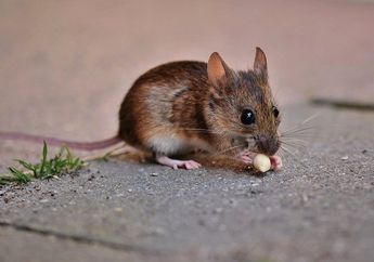 Ada Bawang Putih hingga Cabai, Berikut 4 Cara Mengusir Tikus Menggunakan Bahan Dapur yang Dijamin Ampuh