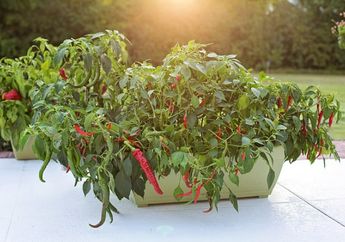 Syok Banget Sekarang Gak Perlu Minum Obat! Ternyata Rahasianya Rutin Konsumsi Olahan Daun Cabai Begini, kok Bisa?