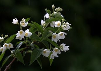 Buat Bunga Tumbuh Lebat, Ini Cara Menanam dan Merawat Tanaman Melati di Rumah