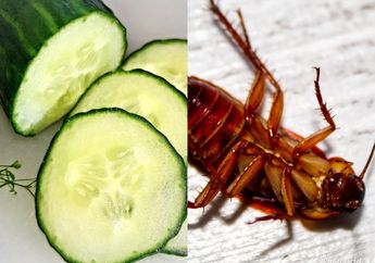 Dapat Bocoran dari Tetangga yang Rumahnya Selalu Bersih dari Kecoa, Tenyata Modalnya Cuma Timun Sisa Lalapan, Kok Bisa?