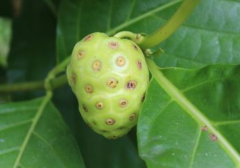 Banyak yang Tak Suka, Ternyata Khasiat Buah Mengkudu untuk Kesehatan Tidak Main-main, Apa Saja?