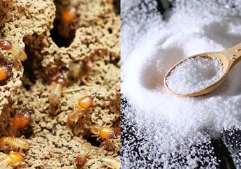 Jangan Nunggu Barang di Rumah Habis Digerogoti Rayap, Membasmi Hama Ini Ternyata Semudah Menjentikkan Jari, Modalnya Cuma Garam dan Air Aja!