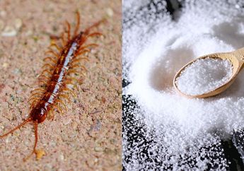 Satu Keluarga Bisa Keracunan Kalau Digigit, Cobain Deh Cara Membasmi Kelabang di Rumah yang Satu Ini, Modalnya Cuma Garam Dapur Aja!