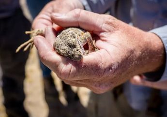 Waspadalah, Berikut Arti Mimpi Diserang Kadal yang Memintamu untuk Berhati-hati, Sosok Ini Tengah Mengintaimu