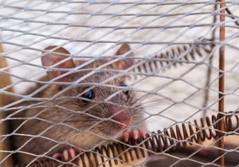 Usir Tikus dari Rumah Pakai Bahan Alami Modal Buah Kaya Manfaat ini, Dijamin Langsung Ngacir dan Tak Akan Balik Lagi!