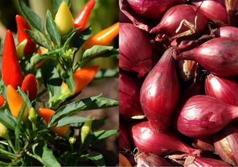 Heran Tanaman Cabai Punya Mertua Cepat Tumbuh dan Subur, Kuncinya Cuma Rajin Disiram Air Rendaman Kulit Bawang, Begini Caranya!