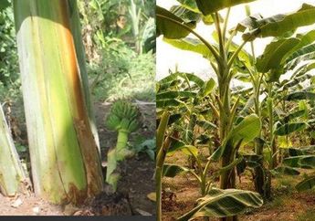 Tak Cuma Jadi Sayur, Gedebok Pisang Bisa Dimanfaatkan Jadi Pupuk Kompos, Begini Caranya