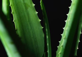 Bisa Mencerahkan Kulit dan Sebagai Mencegah Jerawat, Berikut 4 Manfaat Lidah Buaya untuk Wajah dan Cara Penggunanaannya