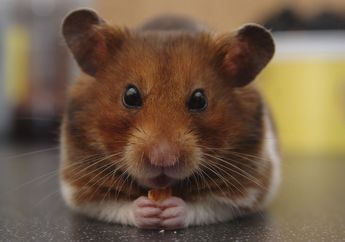 Kecil dan Menggemaskan, Ini 4 Jenis Hamster yang Populer untuk Dipelihara