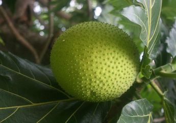 Masya Allah Luar Biasa! Buah Sukun Ternyata Bisa Sembuhkan Penyakit Sejuta Umat Ini, Semua Orang Harus Tahu Sekarang Juga
