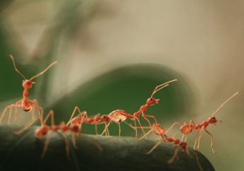 5 Cara Mengusir Semut di Rumah Menggunakan Bahan Dapur, Ada Cuka hingga Garam