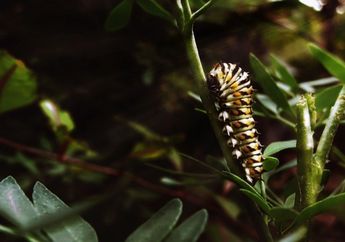 Arti Mimpi Cacing atau Ulat Nyatanya Bisa Jadi Tanda Buruk? Berikut Penjelasannya