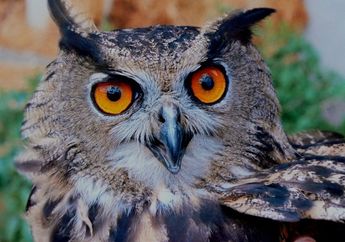 5 Arti Mimpi Menangkap Burung Hantu, Lambang Ketakutan di Dunia Nyata, Segera Atasi Masalah Anda!