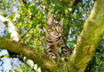 Arti Mimpi Memanjat Pohon, Ternyata Bisa Jadi Simbol Petualangan dan Kegembiraan dalam Hidup, Simak Penjelasannya