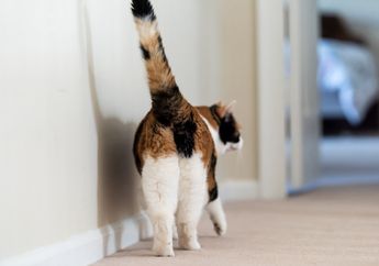 Kok Kucing Suka Kasih Lihat Bokongnya? Ternyata Ini Maksudnya!
