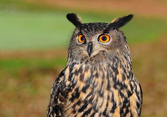 Arti Mimpi Burung Hantu Ternyata Tak Selalu Buruk, Bisa Jadi Merupakan Indikator Bahwa Hidup Anda Penuh Kebijaksanaan, Kok Bisa?