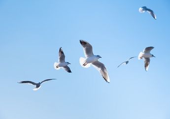 Arti Mimpi Menangkap Burung Pertanda Hal Baik, Siap-siap Ketiban Rezeki Melimpah Khususnya di Dunia Kerja dan Kisah Asmara
