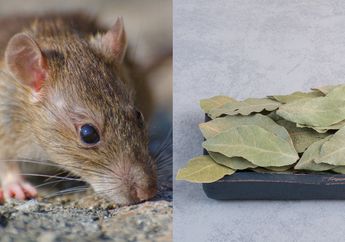 Auto Pontang-Panting Selamatkan Diri, Cuma Pakai Kolaborasi Daun Salam dan Bahan Tertentu Dijamin Sukses Usir Tikus Selamanya dari Rumah, ini Cara yang Tepat
