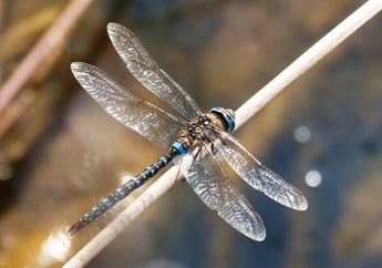 Arti Mimpi Melihat Capung, Anda Dapat Rezeki Nomplok dalam Waktu Dekat!