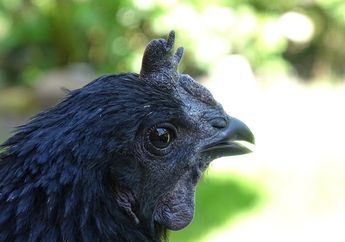 Astaghfirullah Ayam Hitam Masuk Rumah Pertanda Apa? Kerap Dikaitkan Hal Mistis, Ternyata Ini Arti Mitos Ayam Cemani yang Bikin Bulu Kuduk Merinding