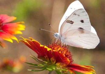 Arti Mimpi Melihat Kupu-kupu yang Disesuaikan Dengan Warnanya, Ada yang Lambangkan Kegembiraan Spiritual