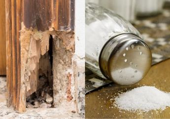 Modalnya Cuma Air Garam, Rayap Dijamin Nggak Bakal Balik Lagi ke Dalam Rumah, Begini Caranya!