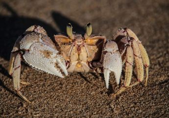 Di Mana Letak Hidung Kepiting? Cari Tahu Fakta Menarik Kepiting yang Jarang Diketahui, yuk!
