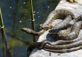 Arti Mimpi Ular Masuk Rumah Kerap Bikin Bulu Kuduk Merinding, Ternyata Justru Membawa Pertanda Baik Ini Lho