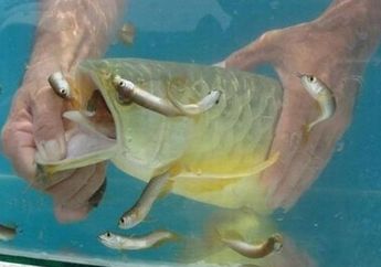 Kalang Kabut Gegara Mulut Ikan Arwananya Tertutup, Pria Ini Syok Bukan Main Usai Tahu yang Disembunyikan Hewan Peliharaannya Bisa Bikin Kaya Mendadak!