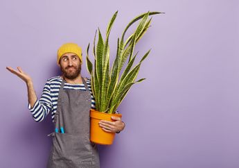 Bukan Undang Nyinyir Apalagi Gosip, Tanaman Hias Lidah Mertua yang ini Justru Usir Jauh Penyakit Berbahaya Sekelas Diabetes hingga Kolesterol, Gimana Caranya?