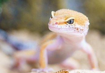 Arti Mimpi Kejatuhan Cicak Pertanda Kesialan, Mulai dari Kehilangan Pekerjaan hingga Hal Buruk Menimpa Keluarga, Simak Penjelasannya