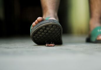 Kecoak Pasti Tidak Berani Berkeliaran di Lantai Rumah, Rahasianya Cuma Terapkan 3 Langkah Mudah ini!