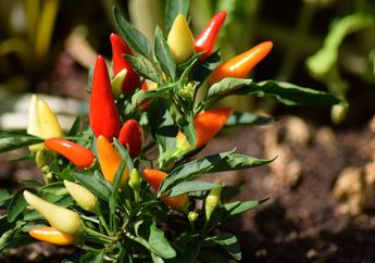 Bisa Panen Sendiri, Begini Tips dari Petani Agar Pohon Cabai Berbuah Lebat Hanya Pakai Ramuan Garam