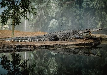 Buaya Monster Paling Mengerikan di Dunia ini Teror Warga karena Sudah Memangsa 300 Manusia, Kulitnya Tak Mempan Ditembus Peluru!