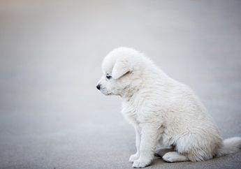 Arti Mimpi Terkait Anak Anjing Justru Jadi Tanda Pertengkaran, ini Penjelasannya