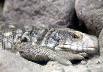 Aneh Tapi Nyata, 4 Pria Ini Kepergok Perkosa Biawak Gegara Video di Ponsel, Petugas: Kami Sedang Mencari Pendapat Hukum