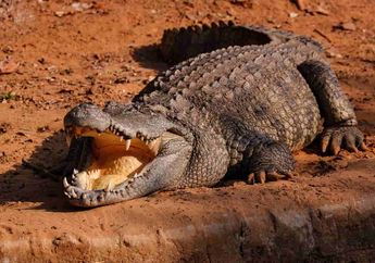 5 Arti Mimpi Menangkap Buaya Jangan Dianggap Remeh, Konon Jadi Tanda Peringatan Akan Bahaya!