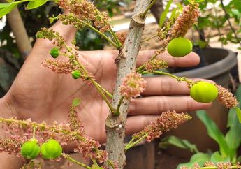 Turunkan Kolesterol Secara Alami Cuma dengan Makan Buah Kecil Mirip Tomat ini, Khasiatnya Tak Main-Main!
