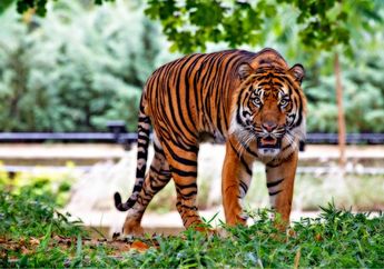 5 Arti Mimpi Harimau, Ada Kaitannya dengan Ketakutan dan Masa Sulit, Persiapkan Mental Anda