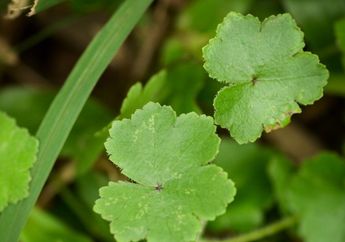 Sering Terdapat dalam Produk Skincare, Ini Lho Segudang Manfaat Tanaman Centella Asiatica Alias Pegagan, Bisa Atasi Iritasi hingga Mengencangkan Kulit