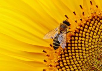 Arti Mimpi tentang Lebah Ternyata Menyiratkan Pertanda Penting yang Tak Boleh Diabaikan, Simak Penjelasannya di Sini!