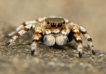 Apa Nama Alat Pernapasan pada Hewan Arthropoda? Materi Biologi
