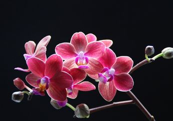 Arti Mimpi Bunga Anggrek Biasanya Punya Pesan Terselubung sampai Pertanda Lepaskan Diri dari Penuh Masalah, Pernah Mengalami?