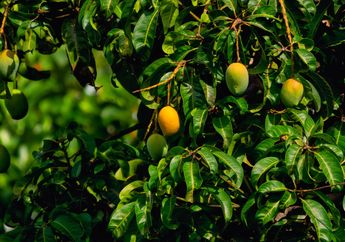 Cuma Rutin Minum Air Rebusan Daun Mangga, Penderita Diabetes Pasti Syok Lihat Perubahan ini Pada Gula Darah