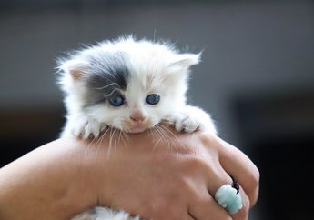 Arti Mimpi Mendapat Anak Kucing, Isyaratkan Keberuntungan dan Kemapanan, Dewi Fortuna Ada di Pihak Anda