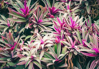 Lebih Berharga dari Tanaman Hias Mahal, Tumbuhan Andong yang Jarang Dilirik Ternyata Punya Keistimewaan ini!