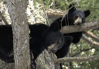 Arti Mimpi Beruang Hitam malah Bawa Tanda Buruk untuk kesehatan sampai Rasa Iri, ini Penjelasannya!