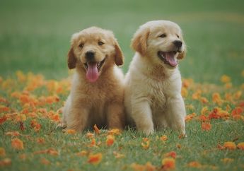 Arti Mimpi Berpisah dengan Hewan Peliharaan Justru Bermakna Baik, Hal Ini yang Akan Terjadi!